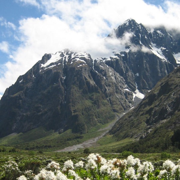 a herd of sheep standing on top of a mountain