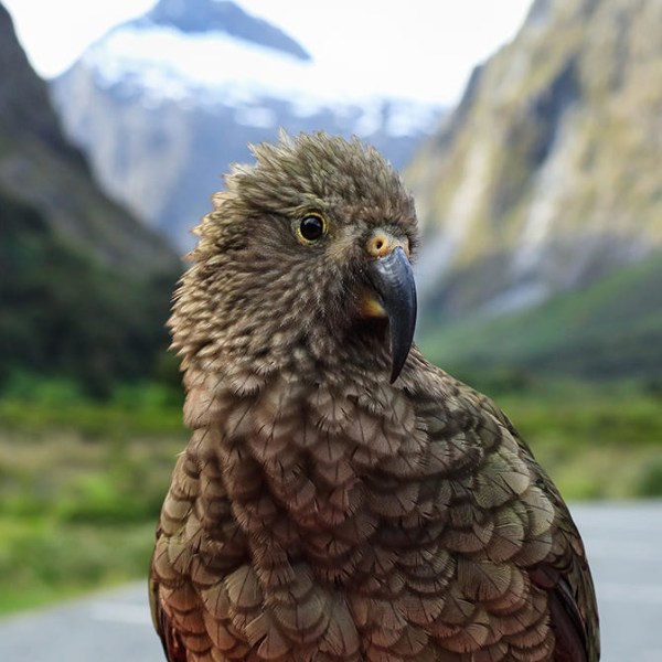 a parrot sitting on top of a mountain