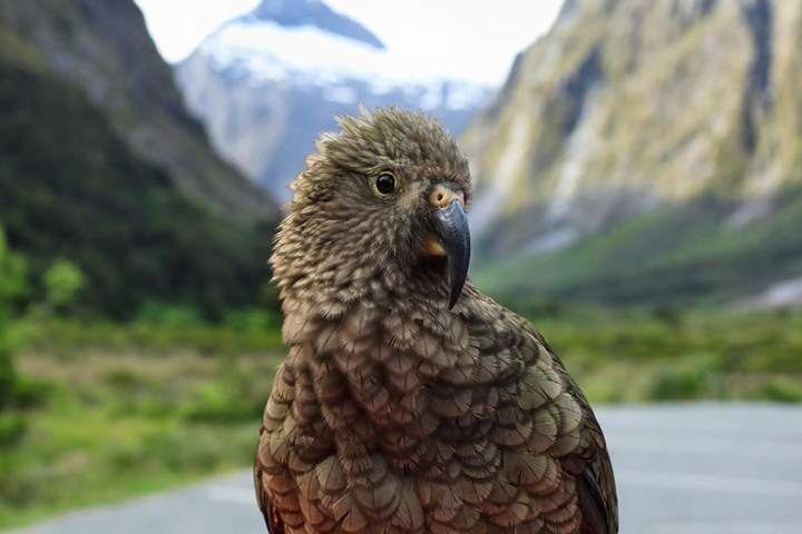 a parrot sitting on top of a mountain
