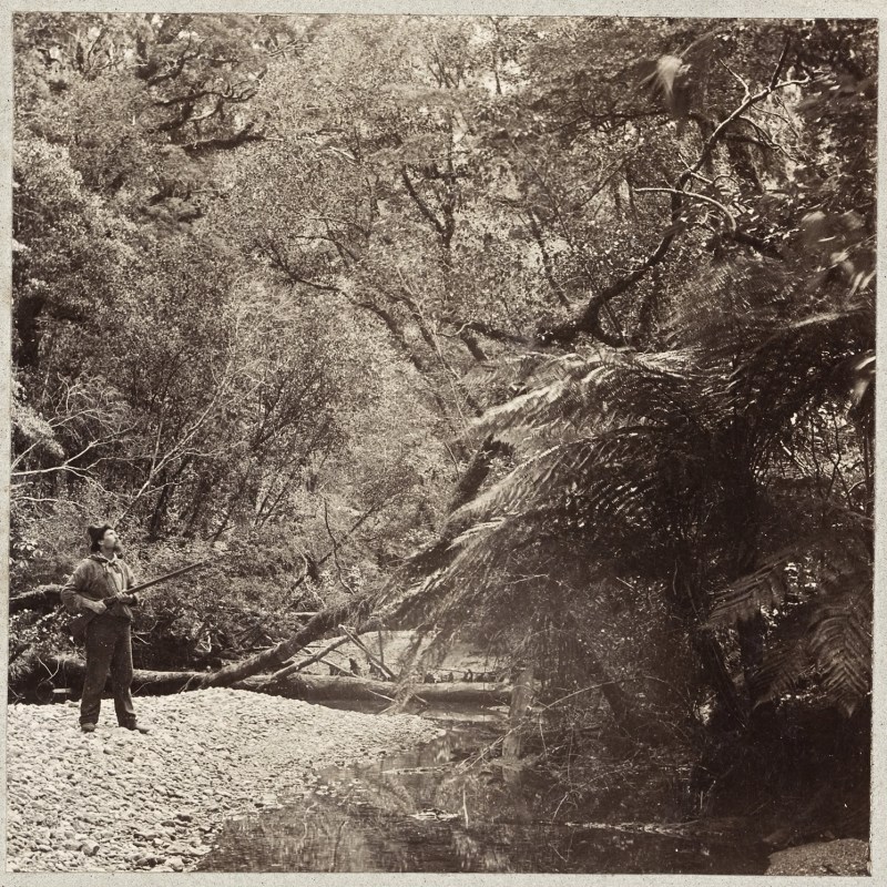 a vintage photo of a tree