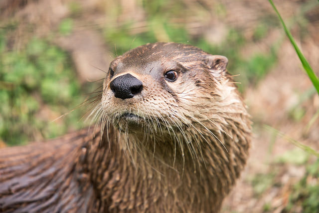 a close up of an animal