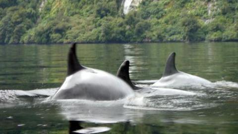 a fish swimming in a body of water