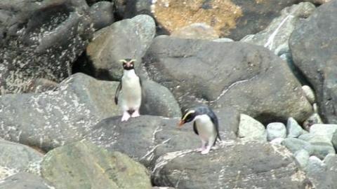 a penguin standing on a rock